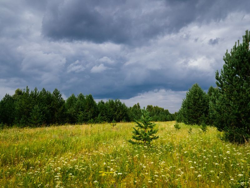 Bushes Clearing in Cumming, GA
